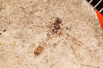 Media type: image;   Entomology PALE-375